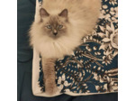 Couverture pour chat 80 x 60 cm