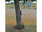 Tuteur Grenouille 13x4x140cm
