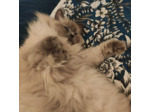 Couverture pour chat 80 x 60 cm