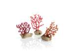 biOrb set de corail branche