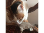 Jouet pour chat - Attrape Rêve
