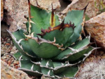Agave titanota – Plants d'Agave à la craie