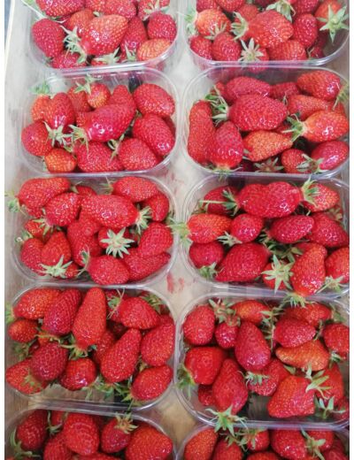 Fraises permaculture