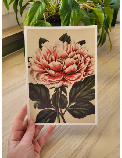 Affiche botanique - Pivoine rose