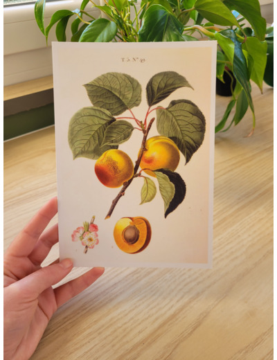 Affiche botanique - Abricots