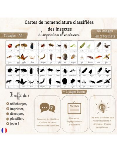 Cartes de nomenclature "Les insectes" 🕷️