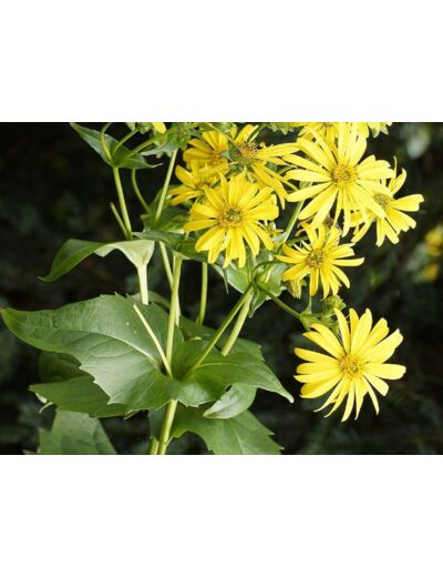 Graines de Silphie - Silphium perforatum