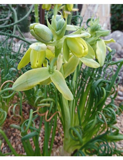 Albuca spiralis - Plant d'Albuca spiralée