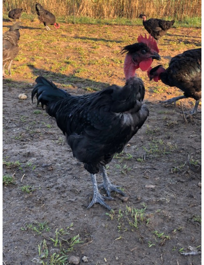 Poulet Fermier 1.6 à 1.8 kg