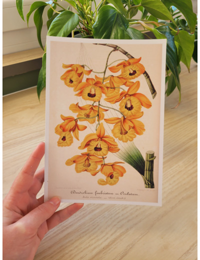 Affiche botanique - Orchidée jaune