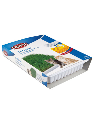 Herbe à chat en barquette - 100g