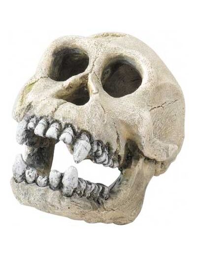 Décors crâne AQUA DELLA Chimpanzee pour aquarium 16cm