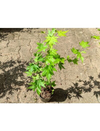 Acer palmatum 'Orange Dream' - Érable palmé
