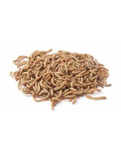 Vers de Farine pour reptiles - 50g