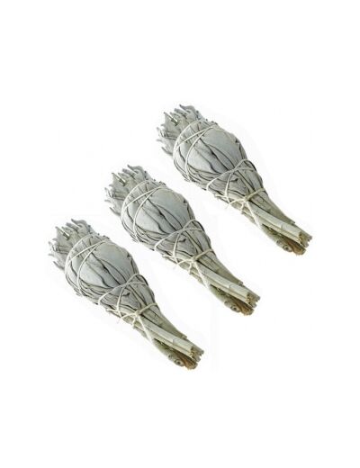 Sauge blanche de Californie lot de 3