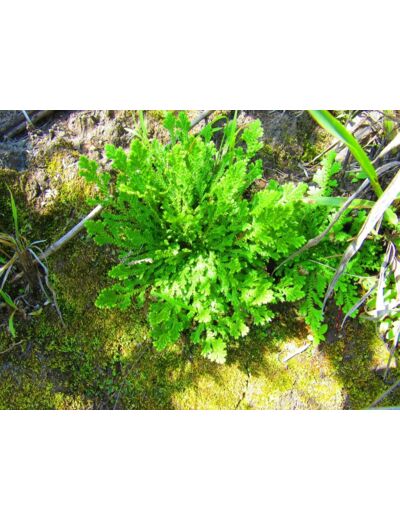 Selaginella lepidophylla - Rose de Jéricho