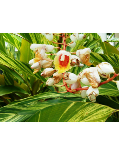 Plant de Gingembre panaché