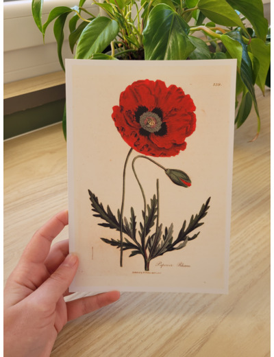 Affiche botanique - Coquelicot