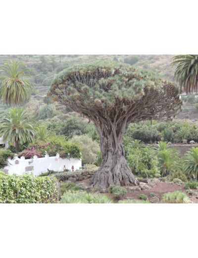 Dragonnier des Canaries - Graines et plants