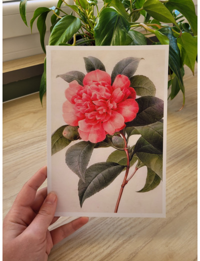 Affiche botanique - Camélia