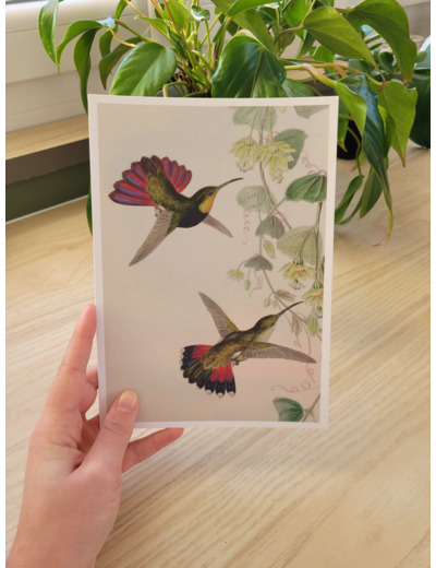 Affiche - Colibris