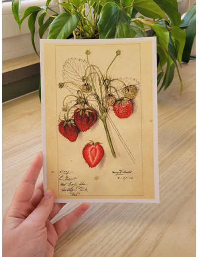 Affiche botanique - Fraises