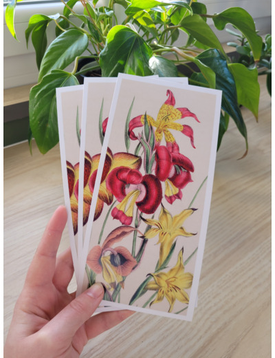 Carte fleur de naissance - Août