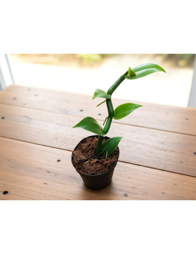 Jeune plant de Vanillier ou orchidée vanille