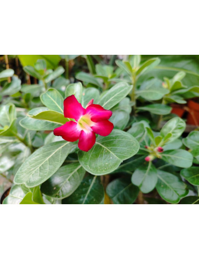 Plant d'Adenium obesum ou Rose du désert