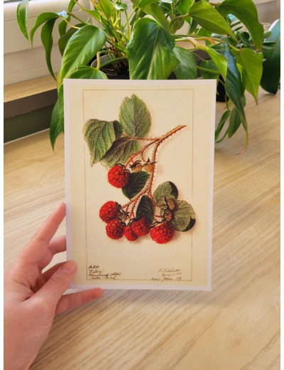 Affiche botanique - Framboises