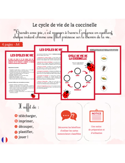 Cycle de vie de la coccinelle 🐞