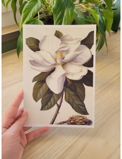 Affiche botanique - Magnolia