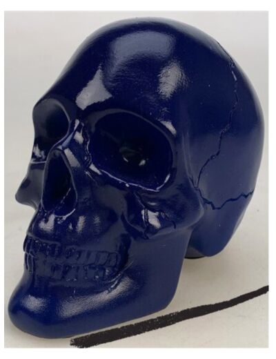 Crâne bleu ICD Collections - Cabinet de curiosité