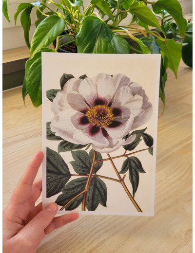 Affiche botanique - Pivoine blanche
