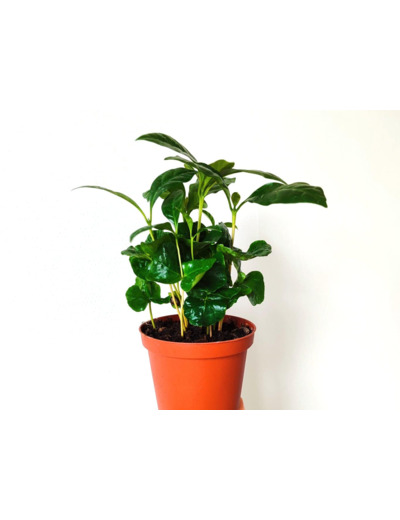 Plants de caféier ou Coffea arabica