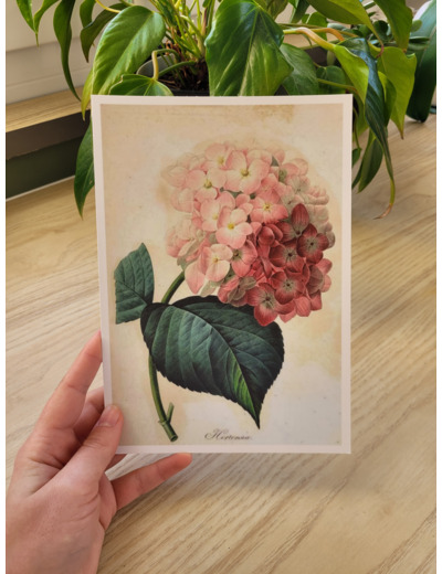 Affiche botanique - Hortensia