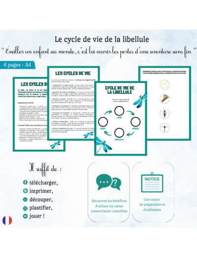 Cycle de vie de la libellule 🦗