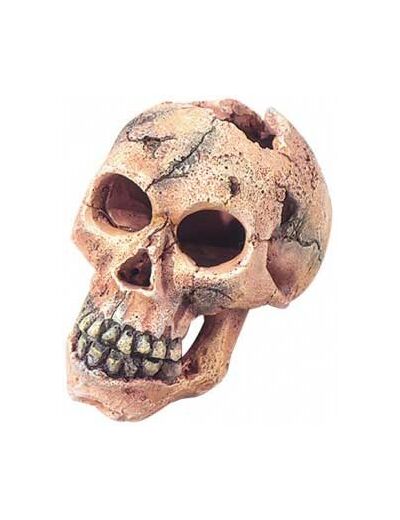 Décors crâne AQUA DELLA Skull Ape S pour aquarium