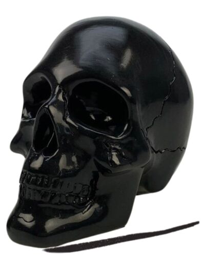 Crâne Noir ICD Collections - Cabinet de curiosité