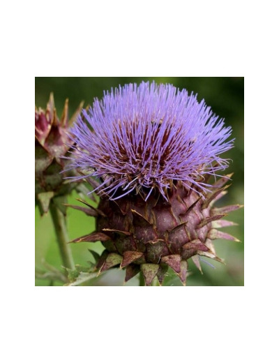 Artichaut Cardon Cynara 100gr