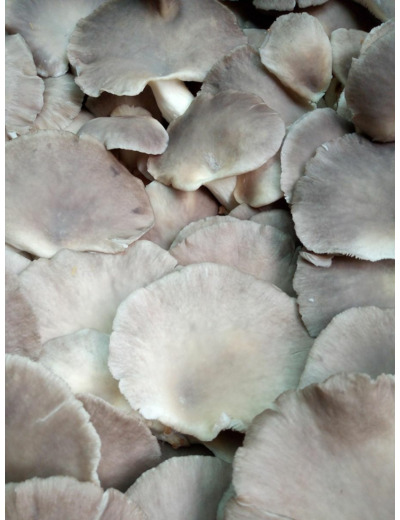 Champignons pleurotes bio