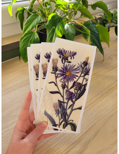 Carte fleur de naissance - Septembre